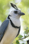 White-throated Magpie-Jay    